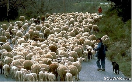 Troupeau de moutons