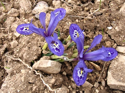 Wild Flowers - Spring 2005