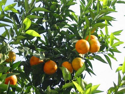 Akkarian Oranges , Aadbel