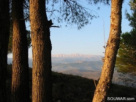 Akkarian mountains , from the pin forest of Gebrayel , Akkar