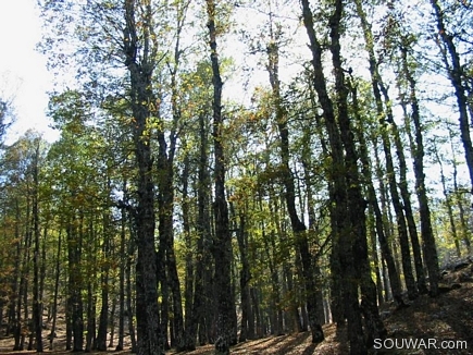 Numerous Trees , The Iron Oak Forest