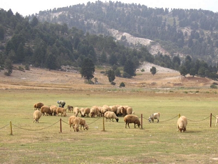 Kamoua National Park, The Biggest Forest In The Middle East - Sheeps in Kamoua Plains