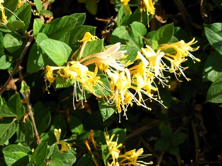 The Yellow Color Of Maturity, Flowers Of Aadbel, Akkar