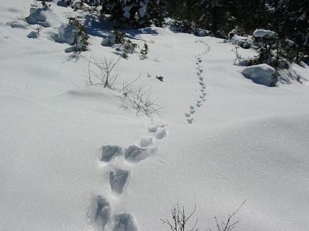 Wild Animal Footsteps On Snow