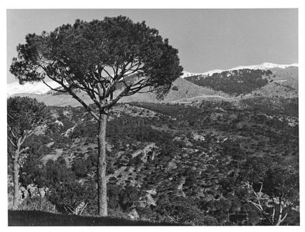 Barouk cedars A view from Nabaa al Safa. 1970s