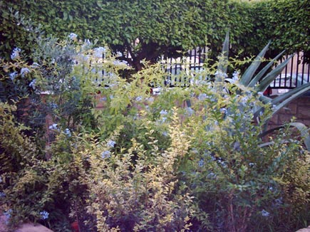 Talit el Khayat Garden ( Moufti Hassan Khaled Garden )