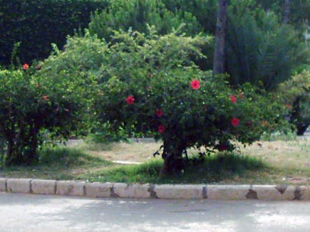 Sanaya3 Garden