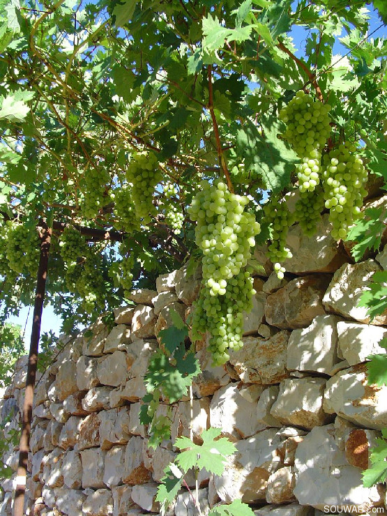 Vineyard in Mlikh