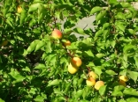 Fresh Apricots ripe on the tree