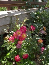Summer Roses