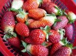 Lebanese Strawberry