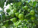 Beautiful Nature  - Green Apples