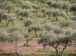 Beautiful Nature  - Olive Trees