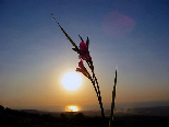 A Flower At Sunset, Aadbel, Akkar