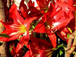 Gorgeous Red, Flowers Of Aadbel, Akkar