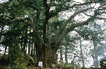 1500 Years Old Cedar Tree