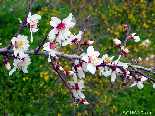 Almond Branch In Spring , Aadbel
