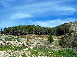 The Pin Forest Of Gebrayel , Akkar