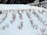 Apple Field In Full Snow, The Reserve Entry, Chanbouk