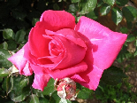 Fushia Rose