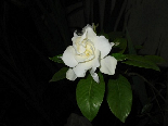 Gardenia In The Darkness, Flowers Of Aadbel, Akkar