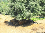 Sheperd & Sheeps Sleeping Below The Tree , Al Burj , Akkar