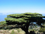The Lebanese Cedar , Kobayat National Reserve