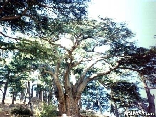Cedars
