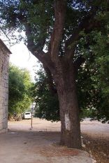 Old Zaarour tree in Ballouneh