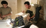 Displaying the grapes on the sorting table