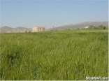 Wheat Field in Bekaa