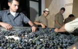 Sorting the grapes