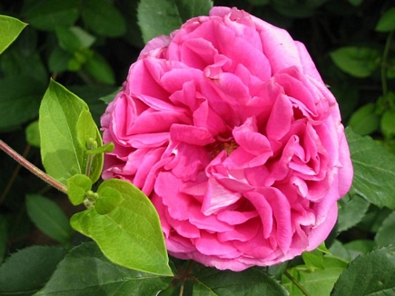 Pink Rose - Beautiful smell