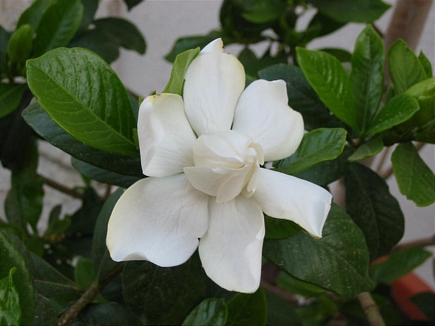 Gardenia