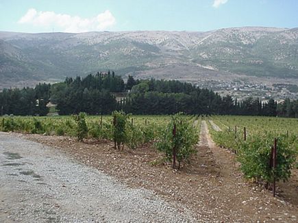 Kefraya Vineyard