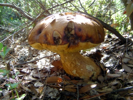 Huge Mushroom