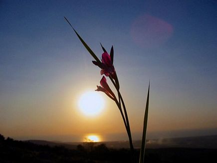 A Flower At Sunset, Aadbel, Akkar