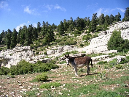 Kamoua National Park, The Biggest Forest In The Middle East - Cute Donkey