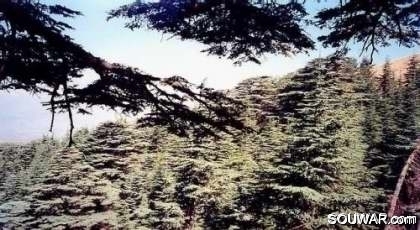 Cedars