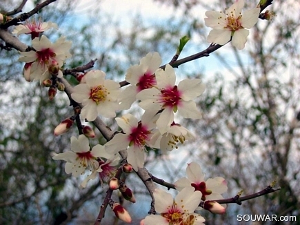 Almond Flowers , Aadbel