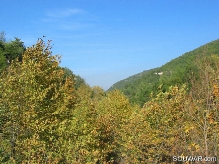 Automn In Andkit , In Contrast With The Pin Forests Around