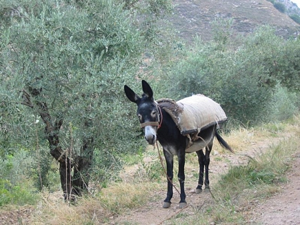 Donkey In The Valley Of Arka River , Bekarezla