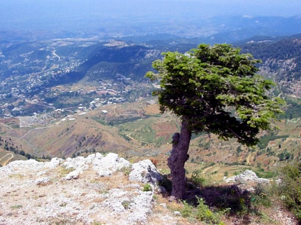 Lonely Tree Above The Valley Of Apies