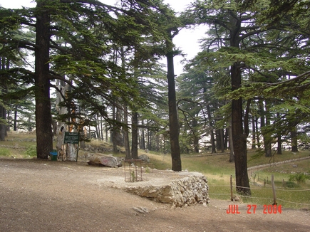 Cedars - Il Arz