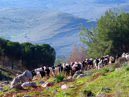 Sheeps In Akkar , Near The Pin Forest , Gebrayel