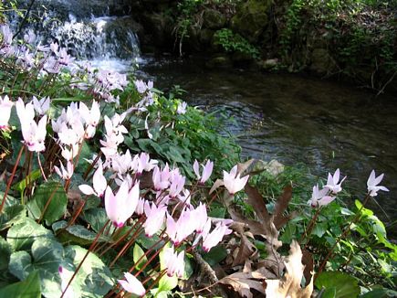 The Land Of Cyclamen