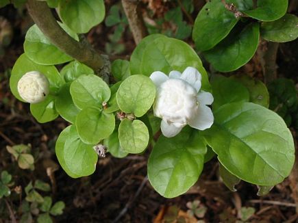 White Beautifull Smell