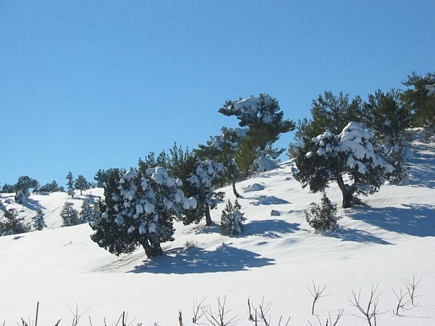 Winter Kamoua