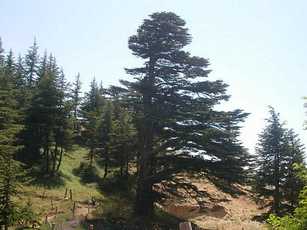 Cedars