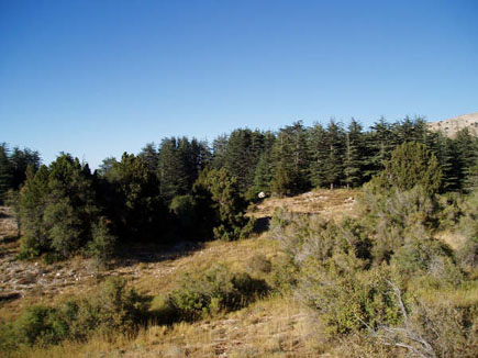 Ehden